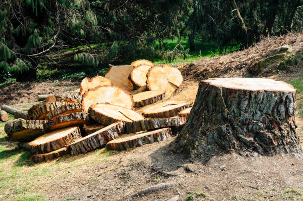 Best Tree Health Inspection  in Mcleansboro, IL